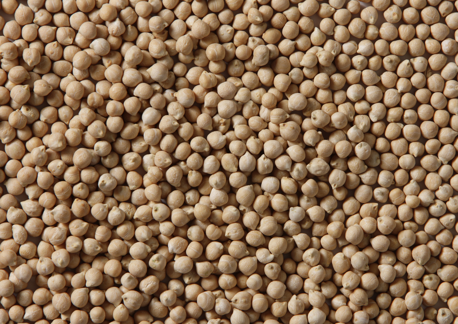 B90 Chickpeas