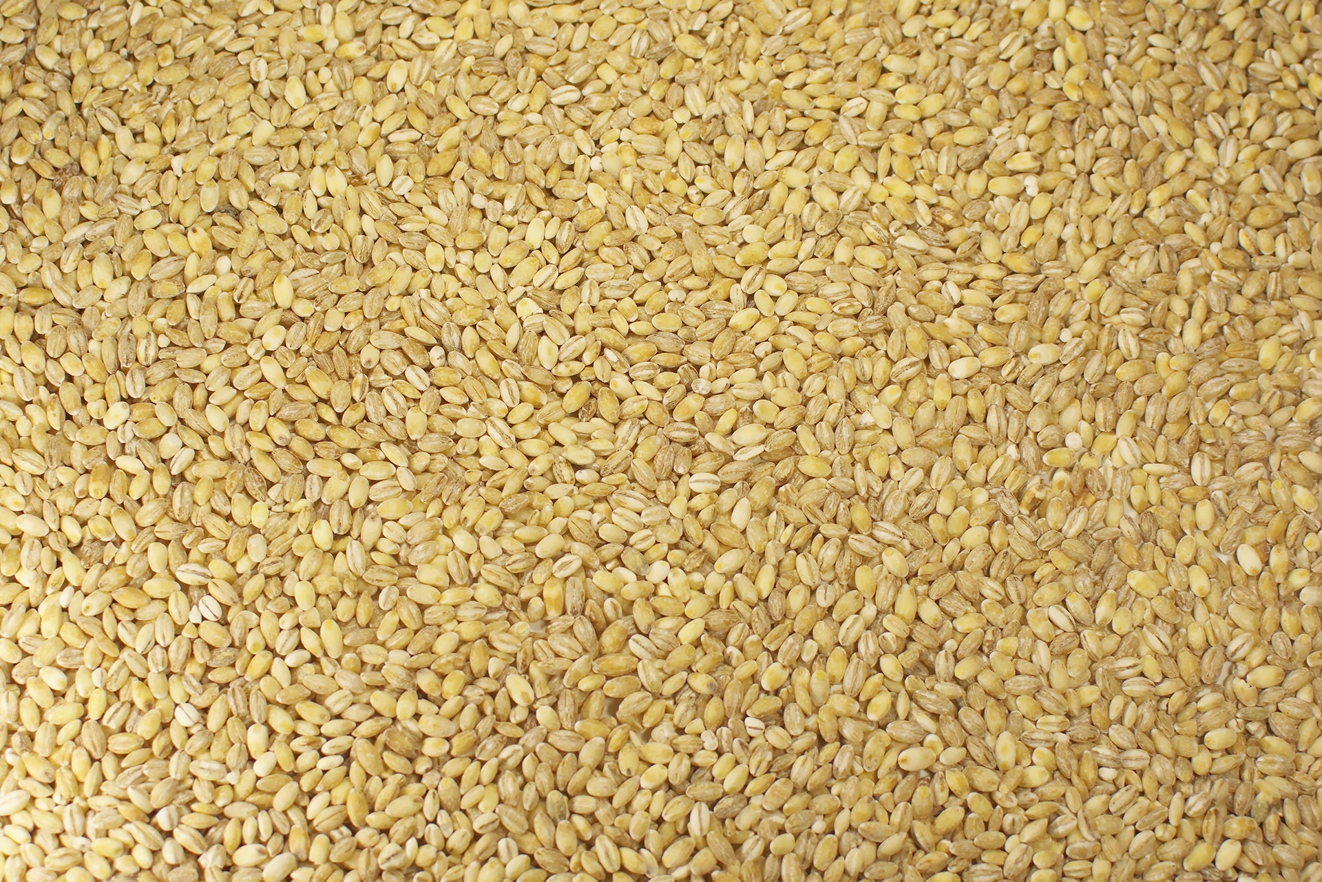 Durum Wheat