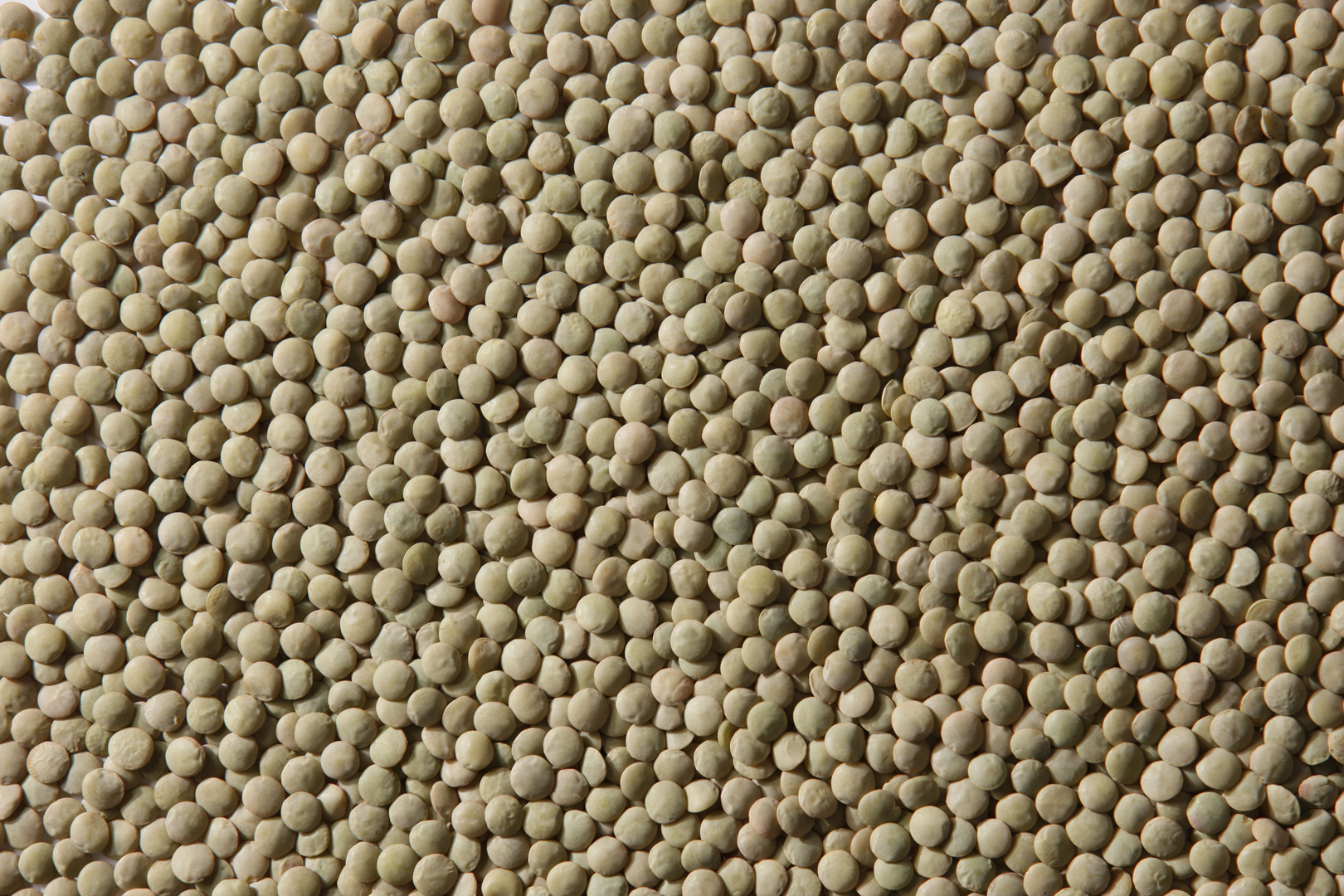 Eston and Richlea Green Lentils