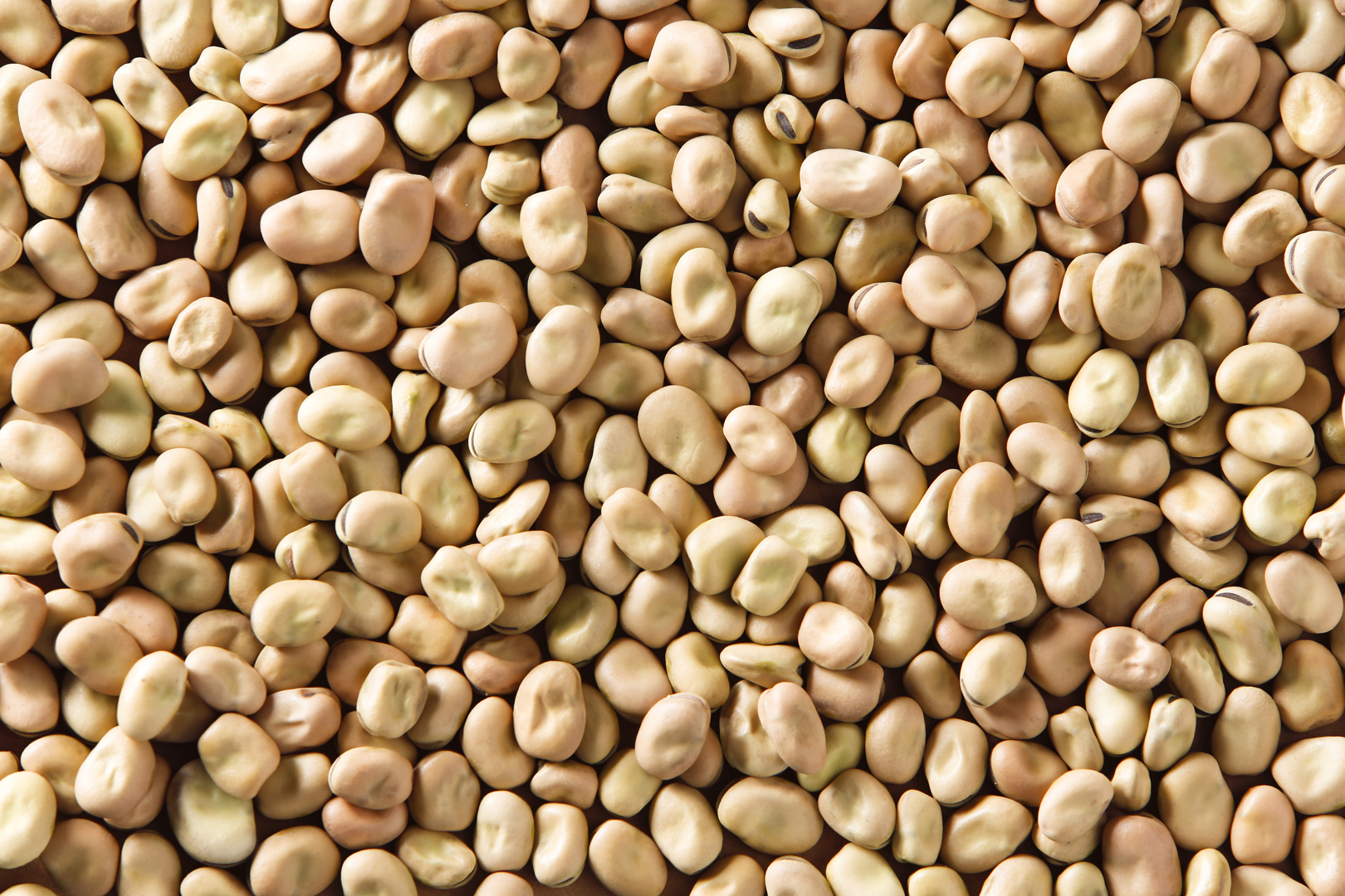 Faba Beans