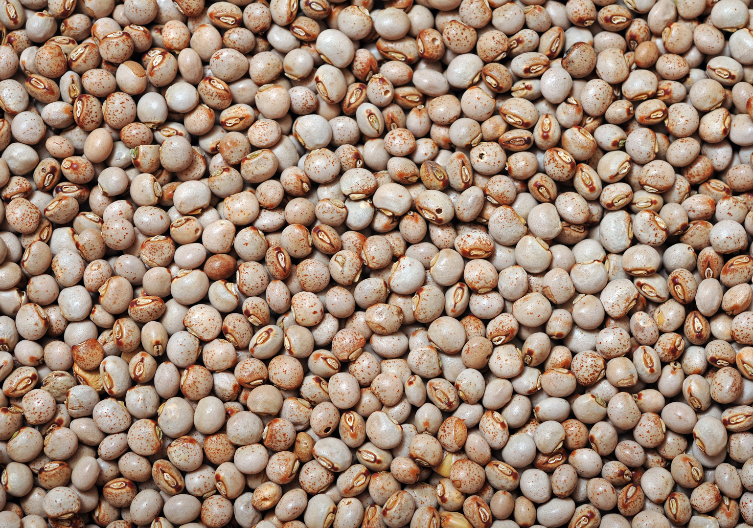 Pigeon Peas